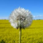 Pusteblume