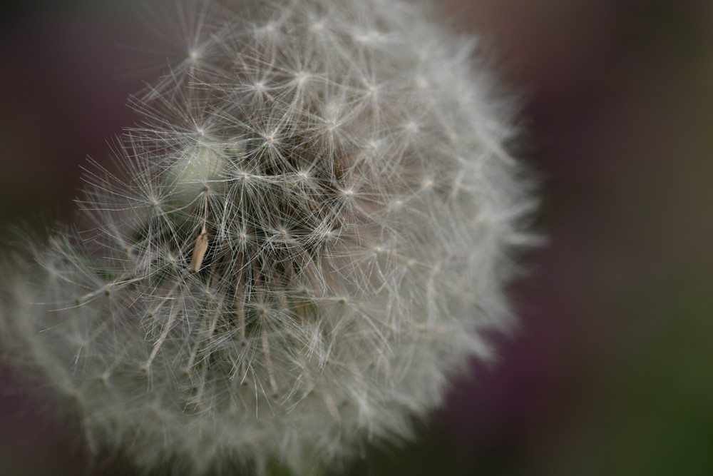 Pusteblume