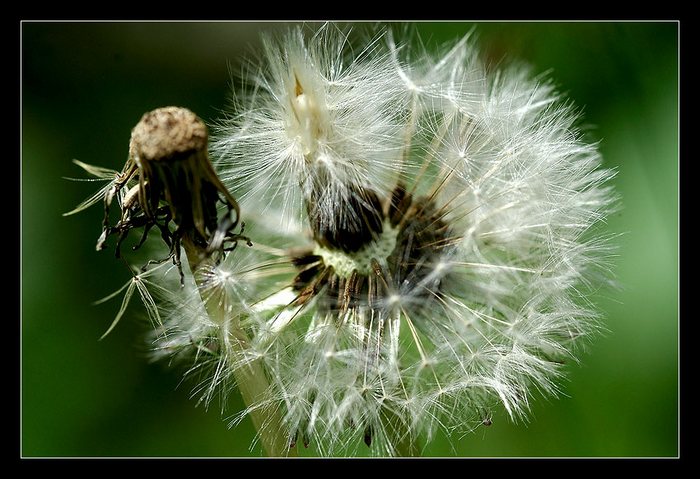 Pusteblume