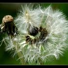 Pusteblume