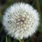 Pusteblume