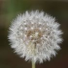 Pusteblume