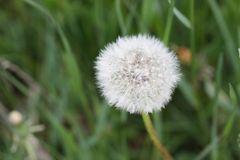 Pusteblume