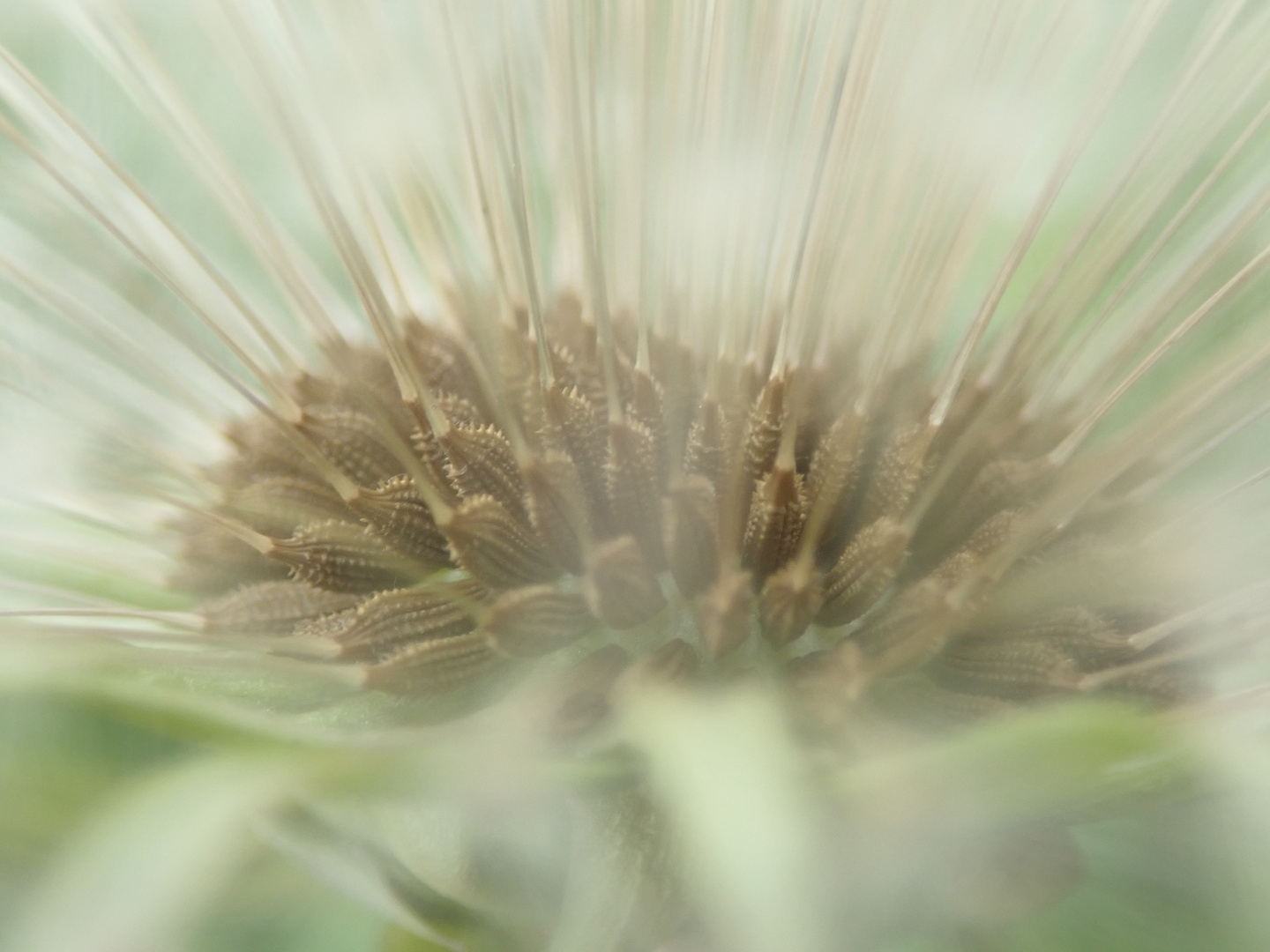 Pusteblume