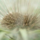 Pusteblume