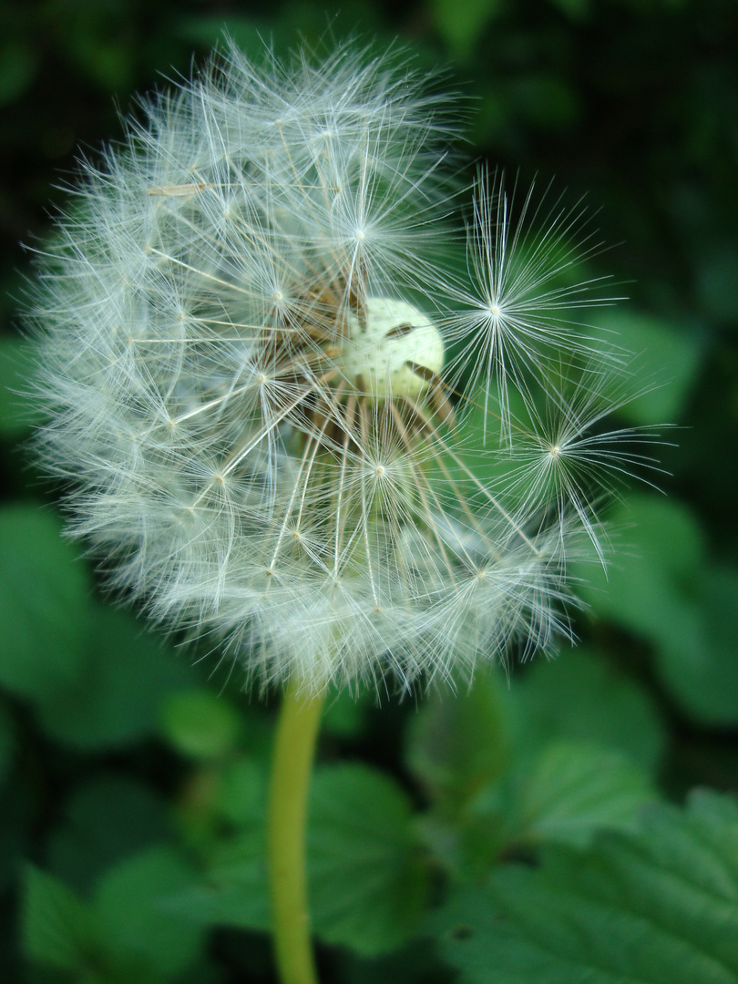 Pusteblume