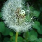 Pusteblume