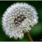 Pusteblume