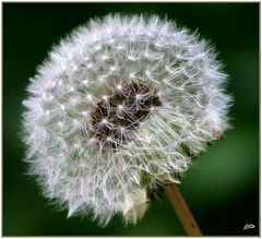 Pusteblume