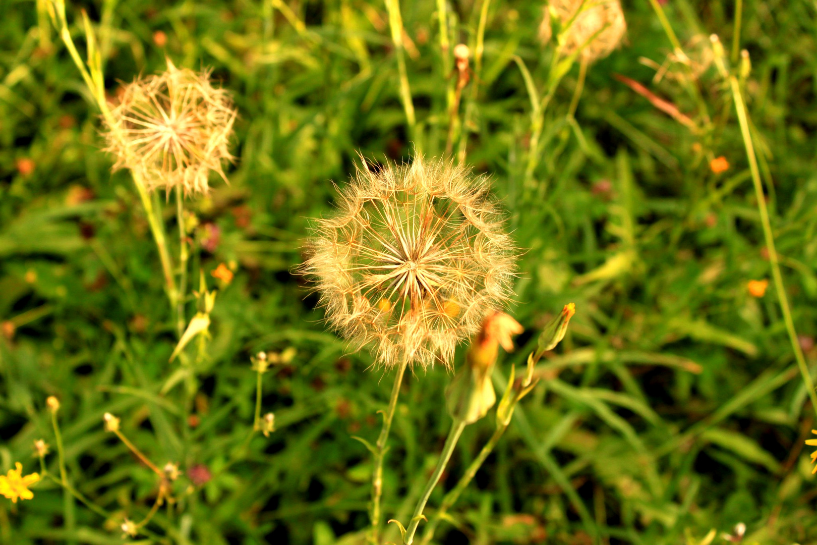 Pusteblume