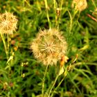 Pusteblume