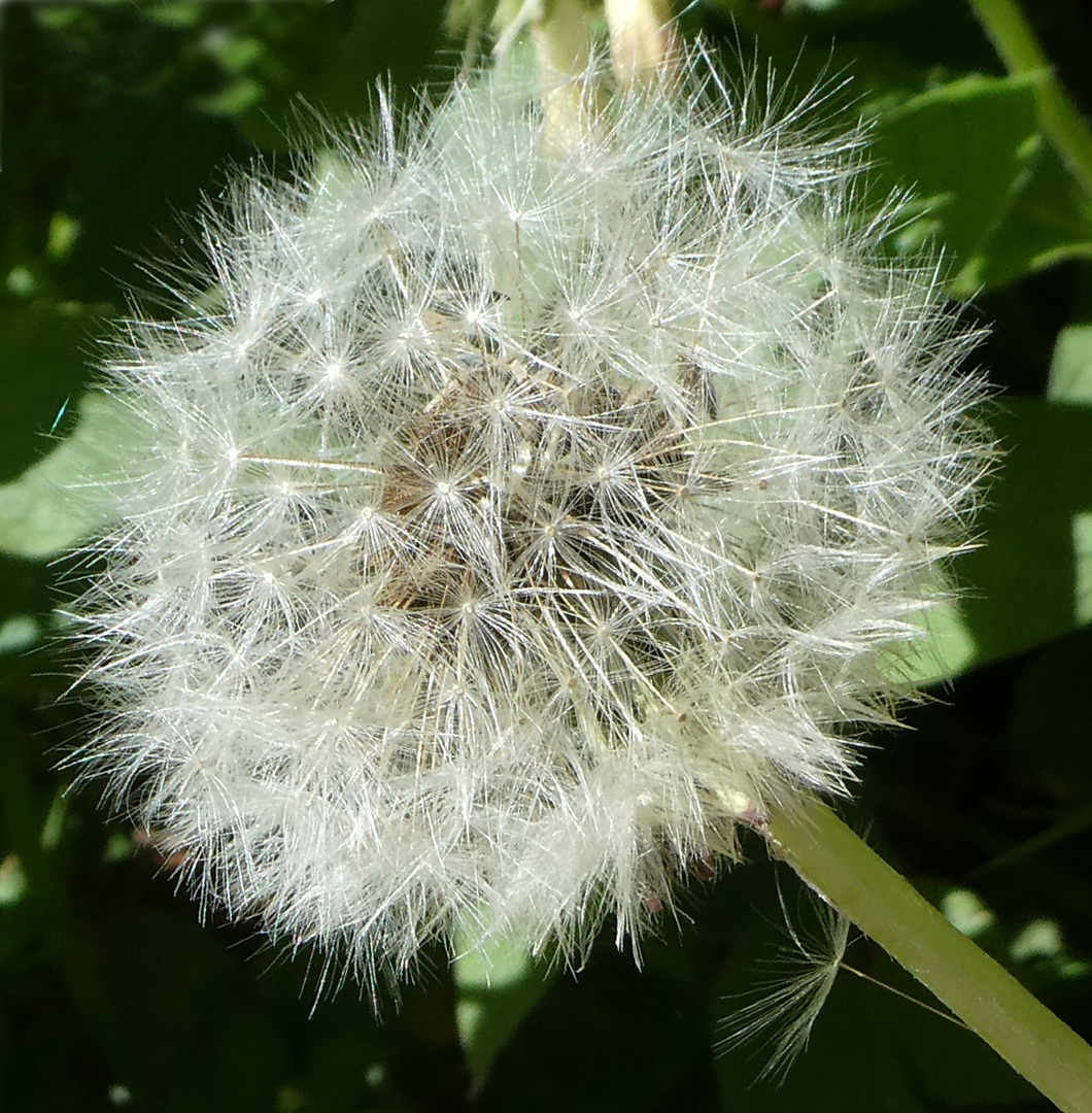 Pusteblume 