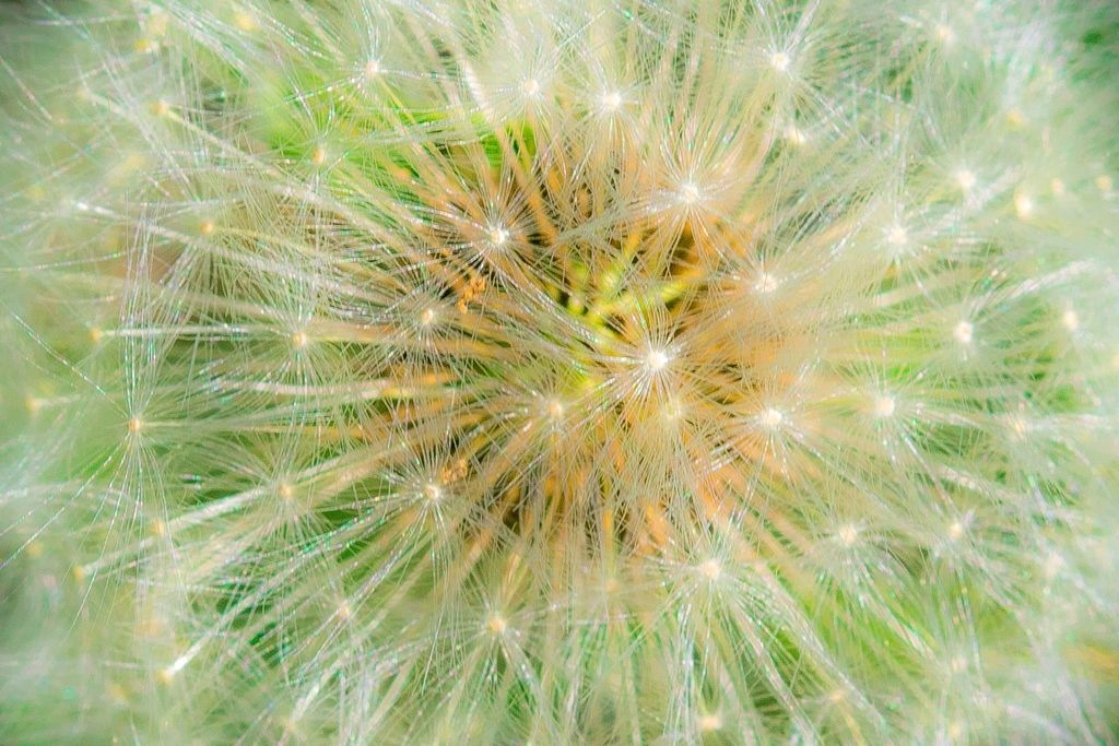 Pusteblume