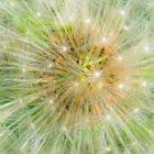 Pusteblume