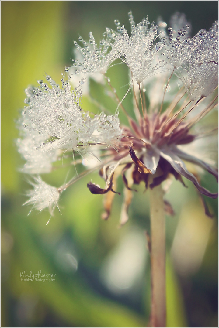 Pusteblume