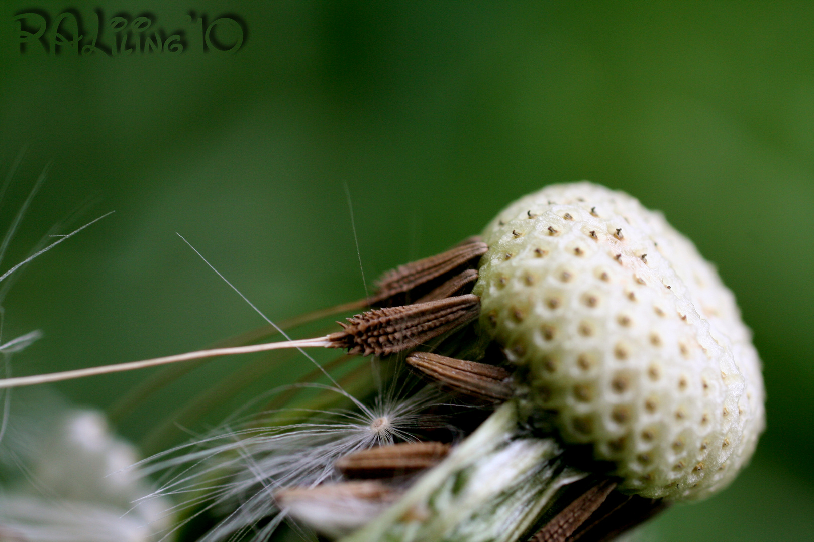 Pusteblume