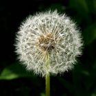 Pusteblume