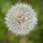 Pusteblume