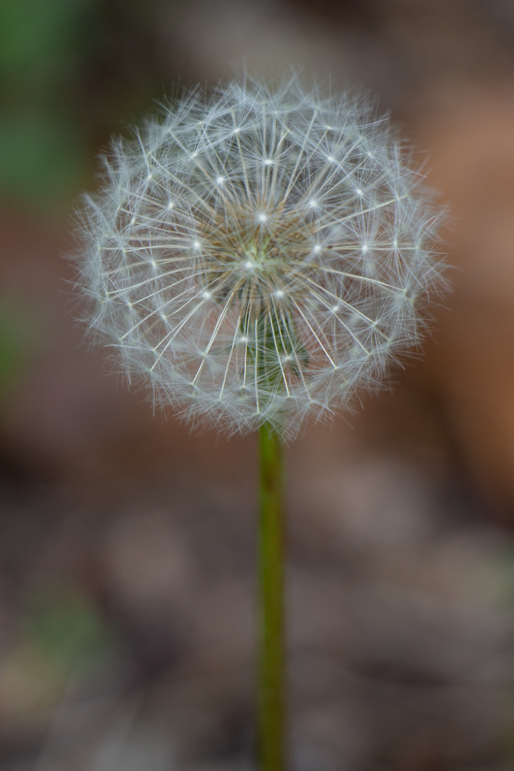 Pusteblume 