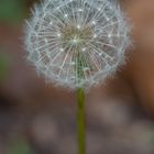 Pusteblume 