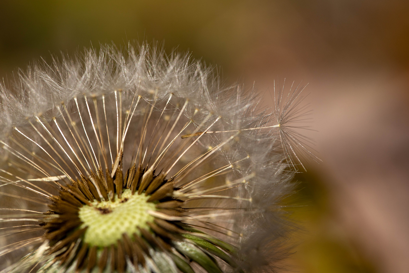 Pusteblume