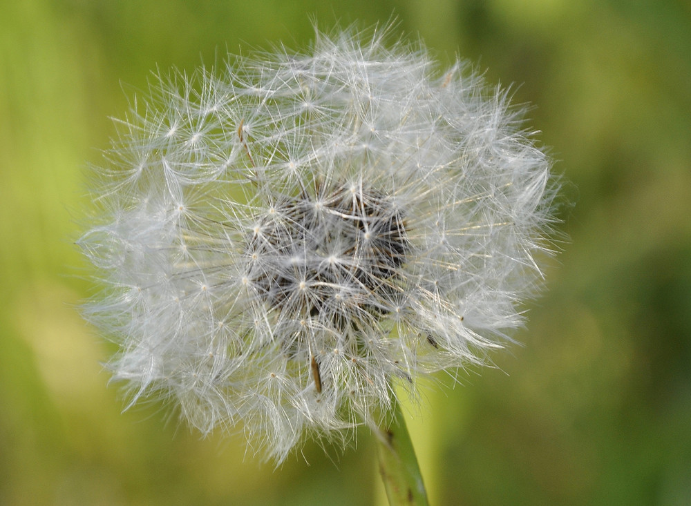 Pusteblume