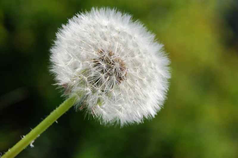 Pusteblume ' ' '