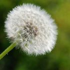 Pusteblume ' ' '