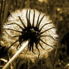 Pusteblume