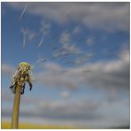 Pusteblume