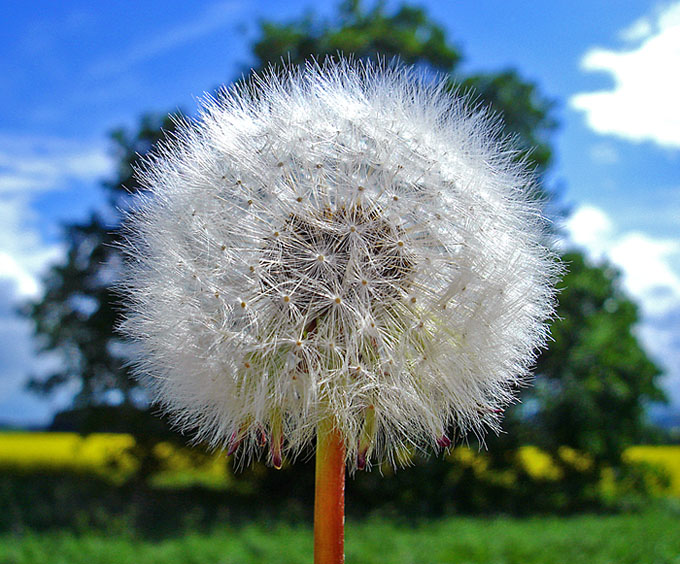 Pusteblume