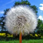 Pusteblume