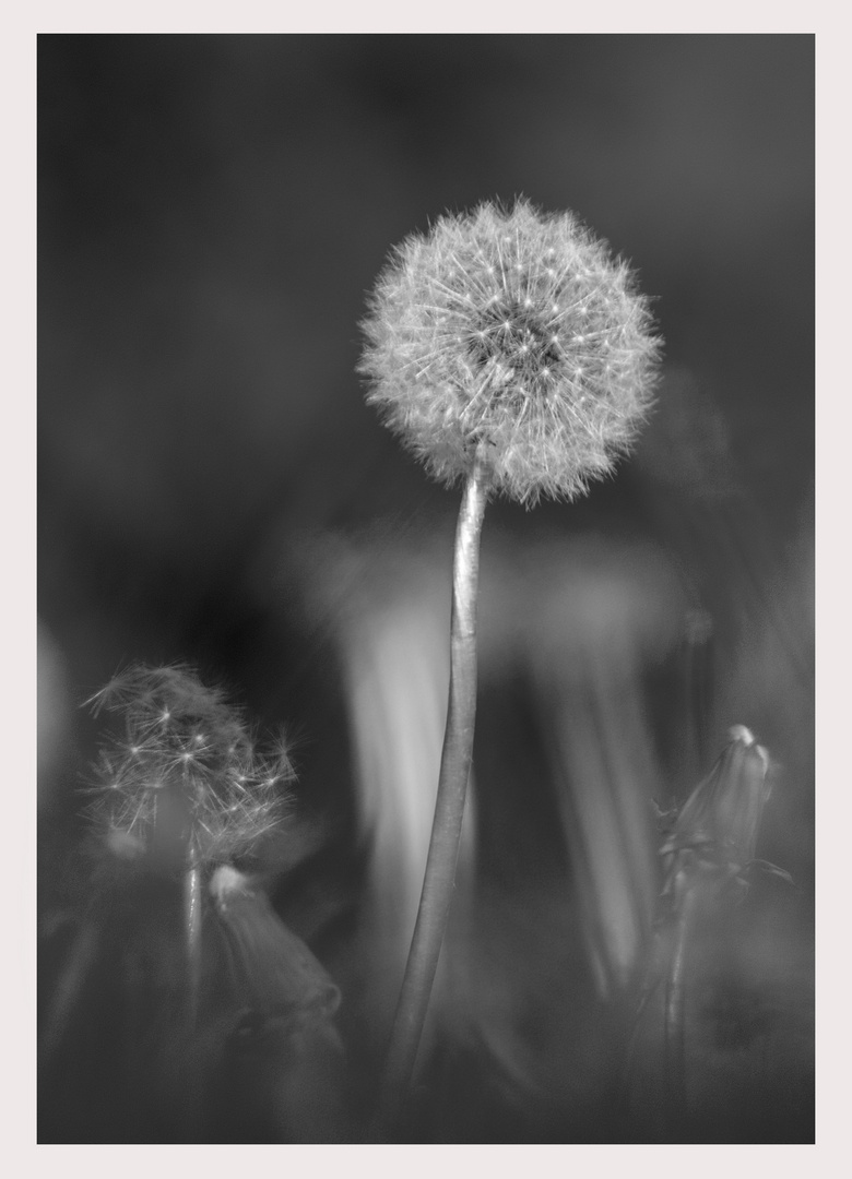 Pusteblume