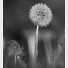 Pusteblume