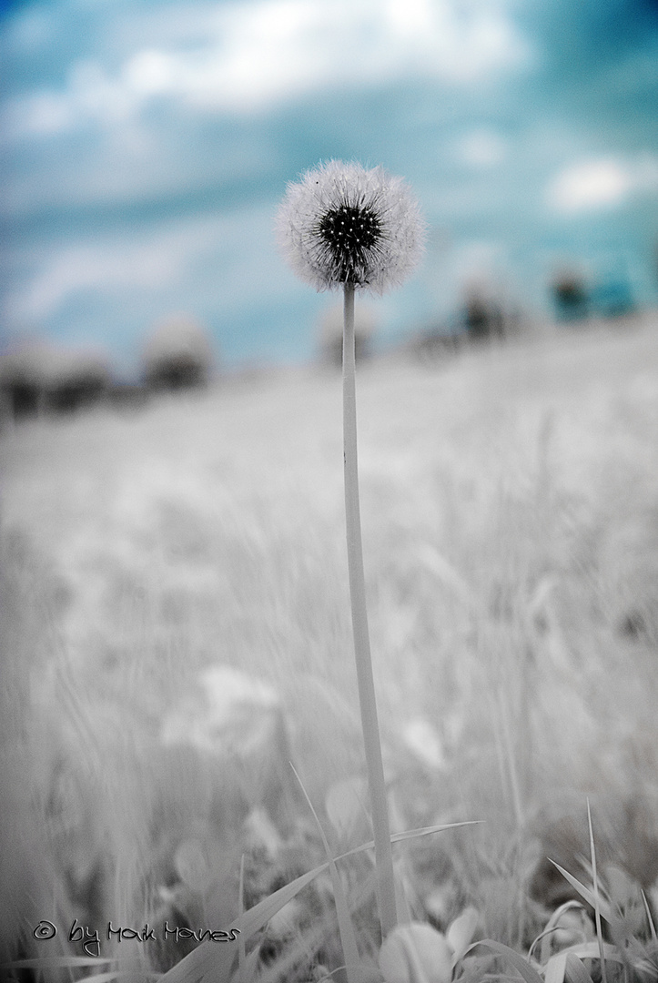 Pusteblume