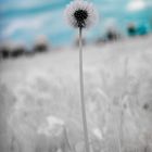 Pusteblume