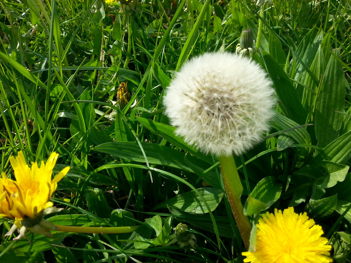 Pusteblume*