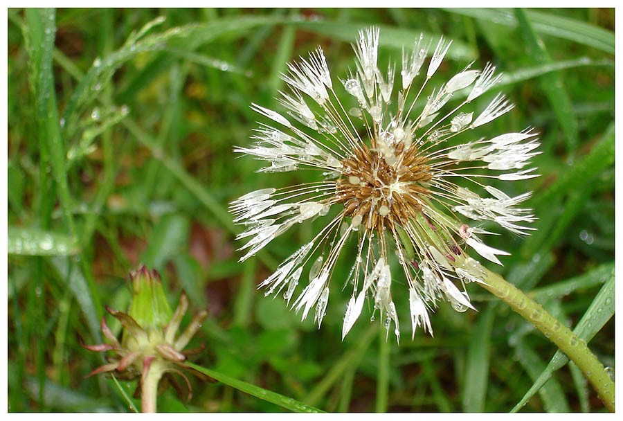 Pusteblume