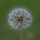 Pusteblume.