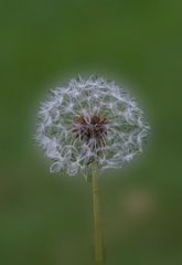 Pusteblume.