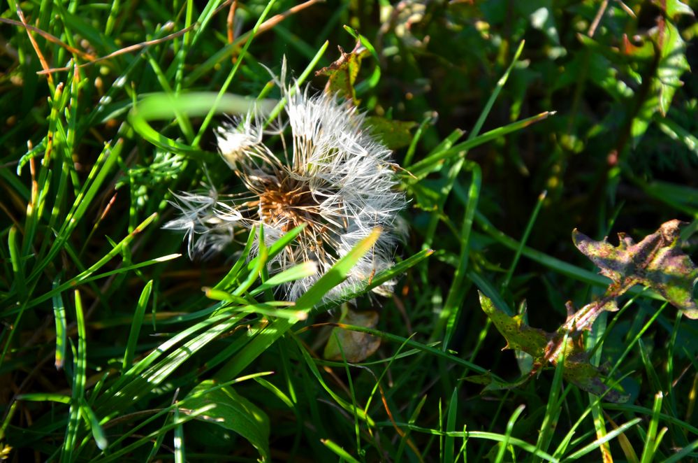 Pusteblume