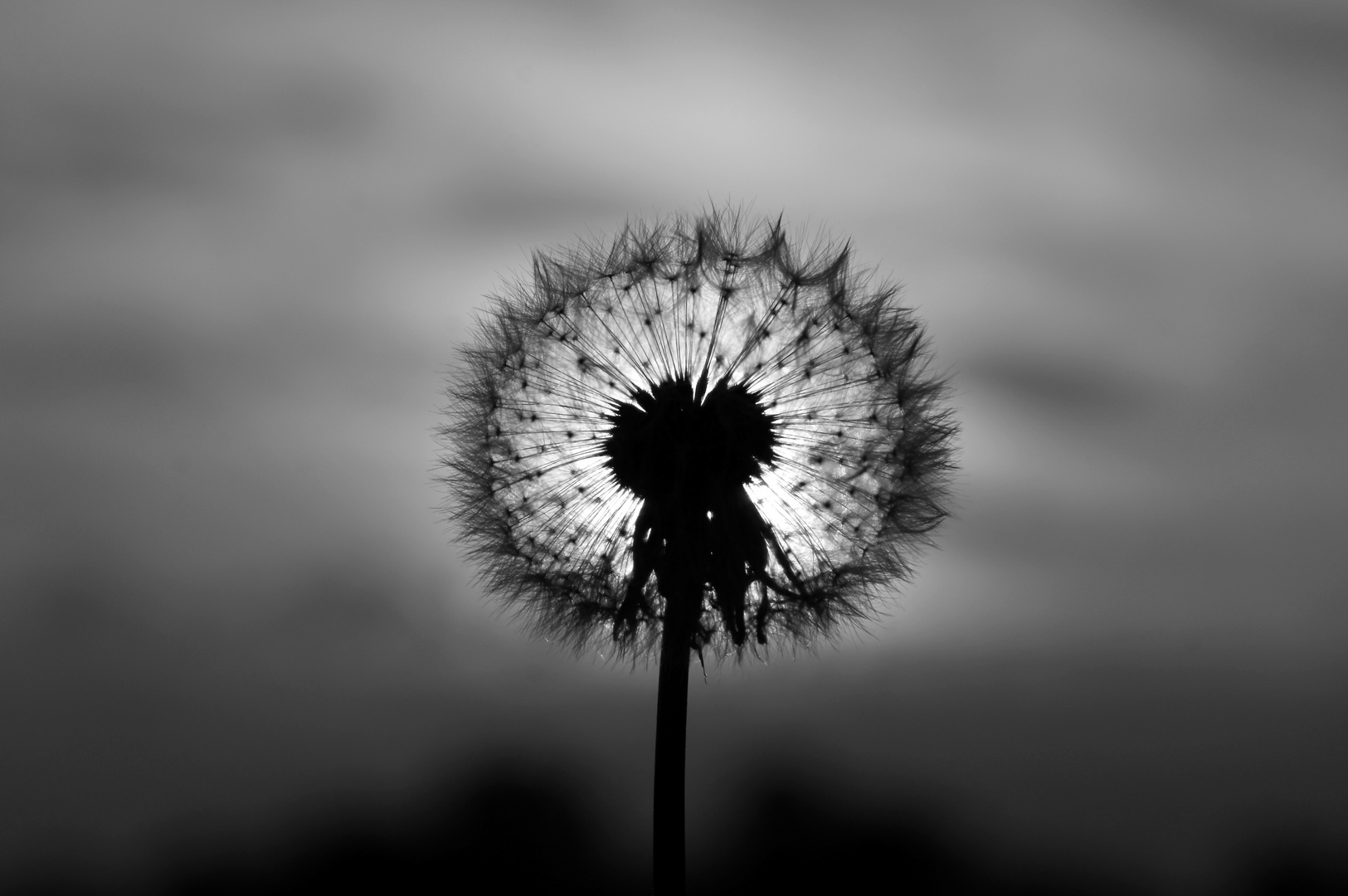 Pusteblume