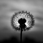 Pusteblume