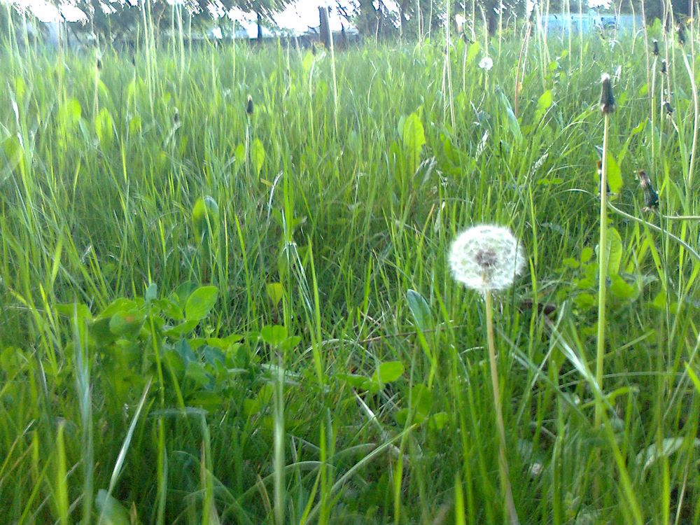 Pusteblume