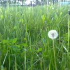 Pusteblume