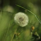 Pusteblume