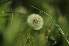 Pusteblume