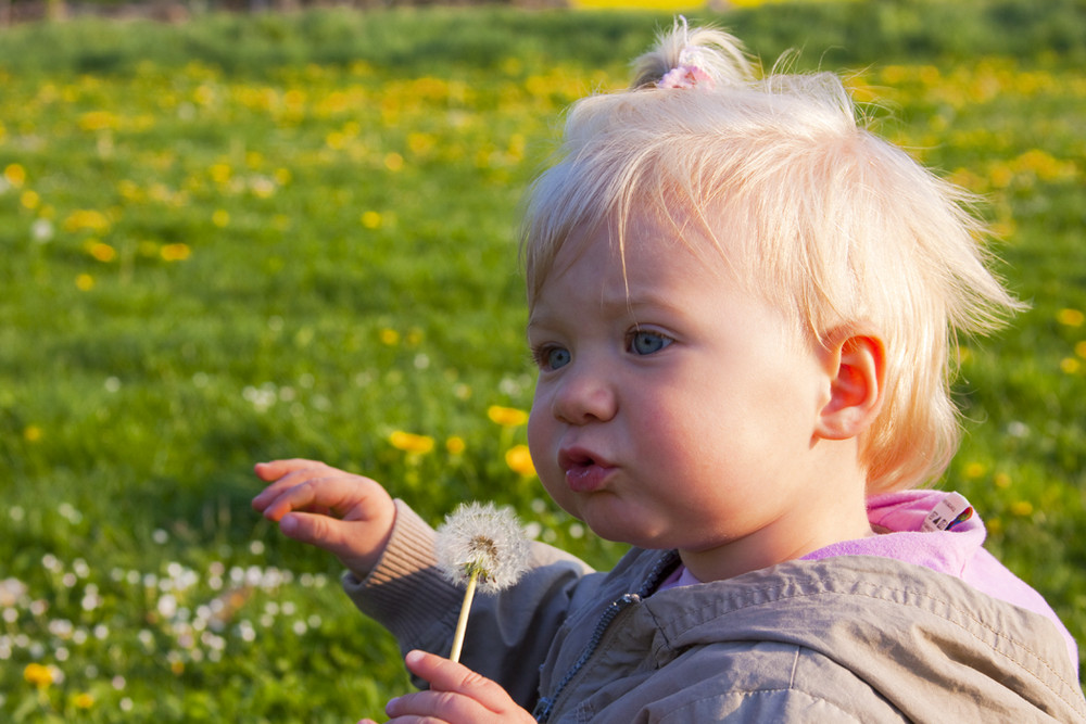 Pusteblume