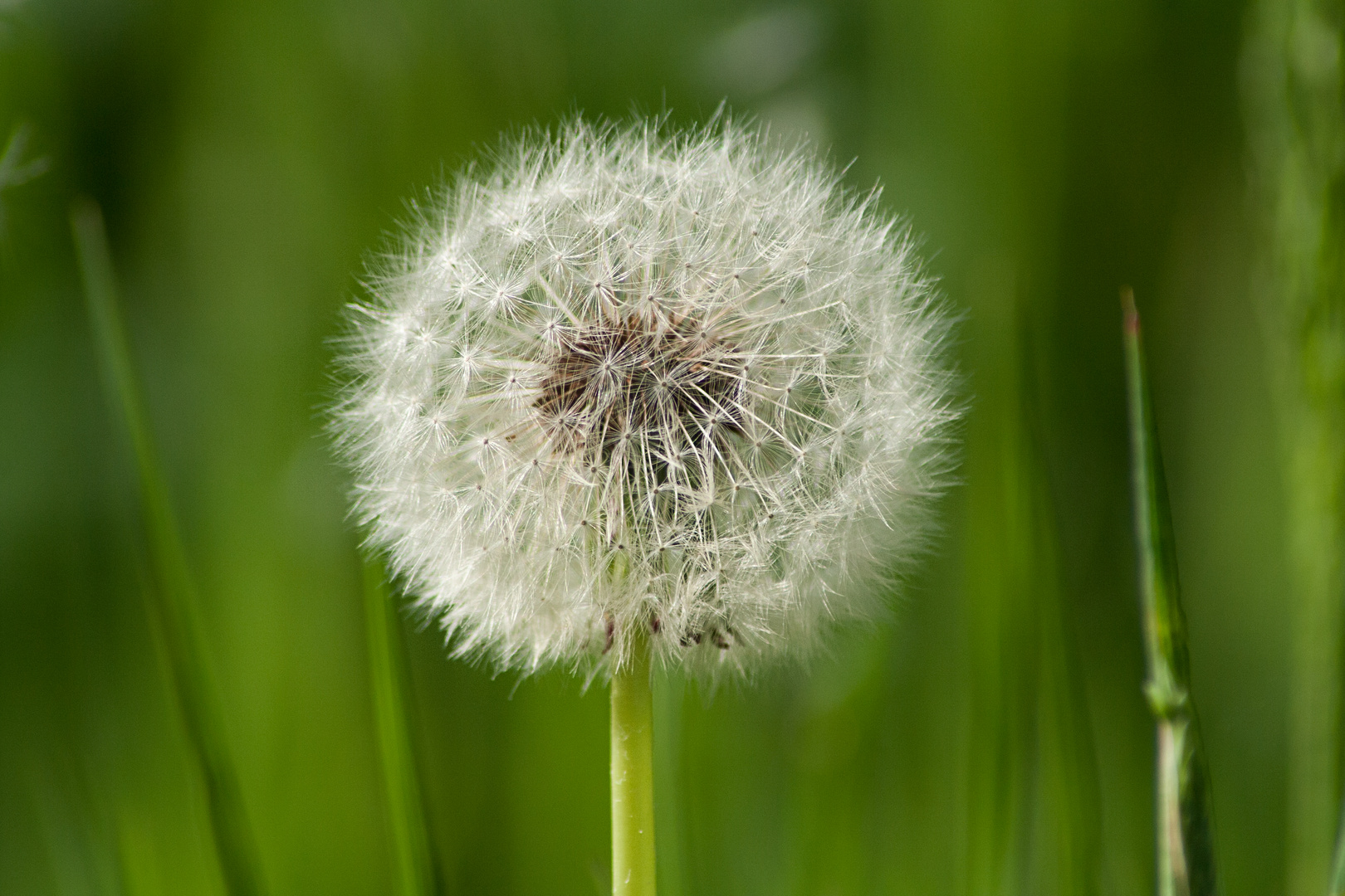 Pusteblume