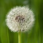 Pusteblume